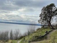 a reflection of a tree in a lake